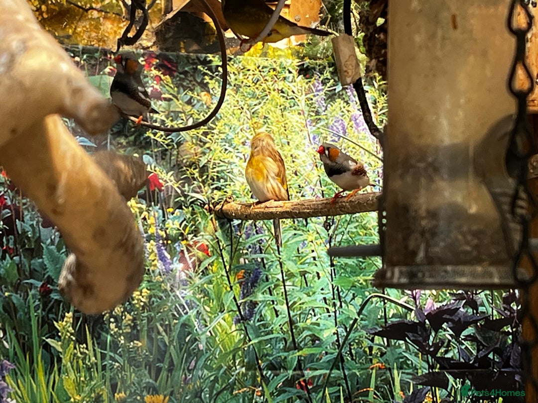 Finches birds for sale: Lots of different types of finches,DOVE PAIR  - Image 15