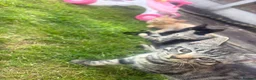 Mixed Breed cats for sale: Beautiful kittens  - Advert 4