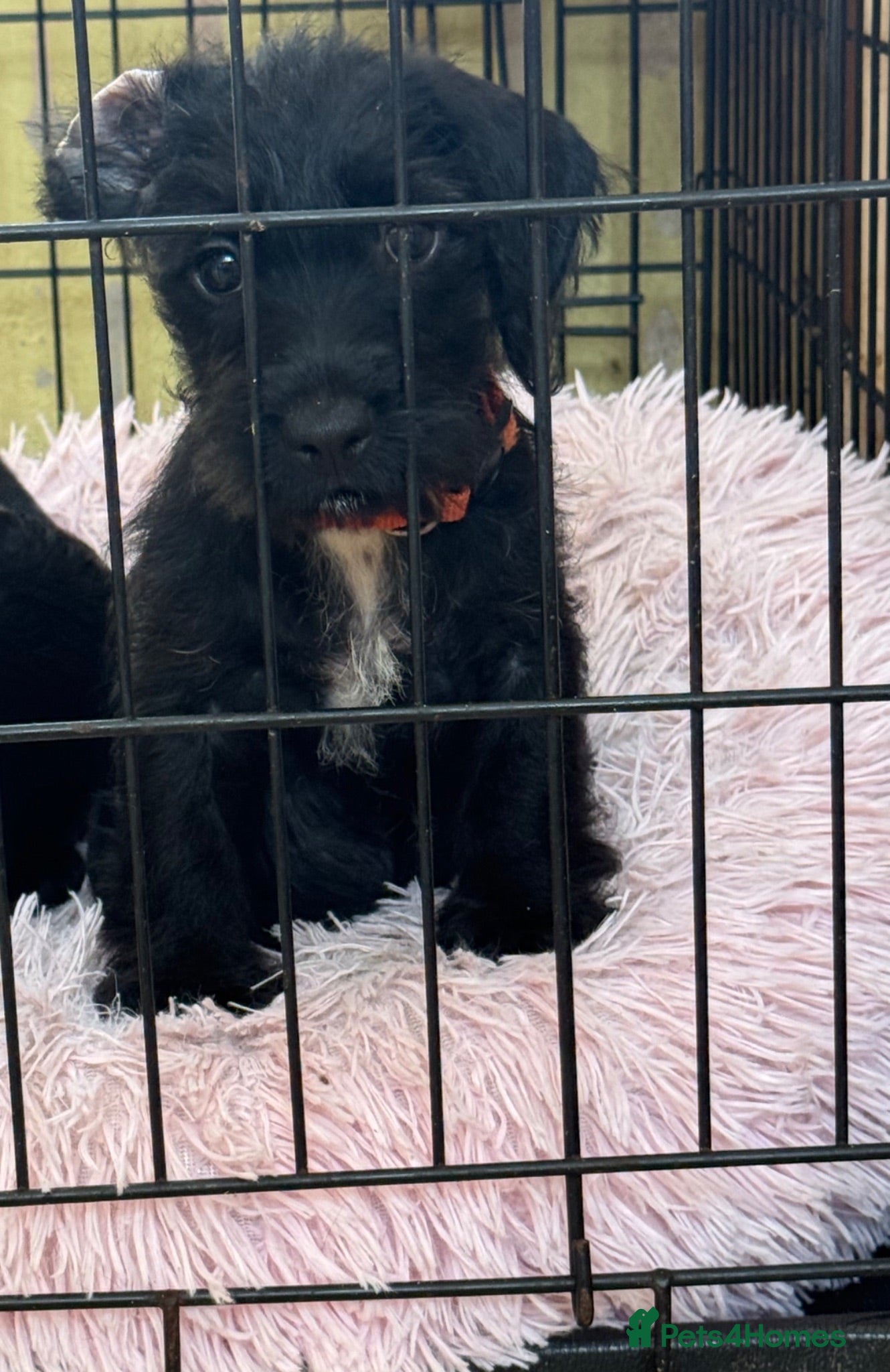 Jackshund dogs READY TO LEAVE NOW ❤️🐾🏡 - Advert 2