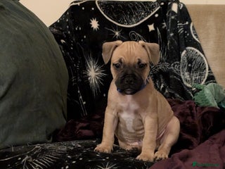 Mixed Breed dogs Puppy Northern Ireland - Advert 7