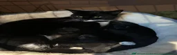 Mixed Breed cats for sale: 5 tuxedo kittens for sale - Advert 1