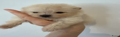 Pomeranian Puppy 1