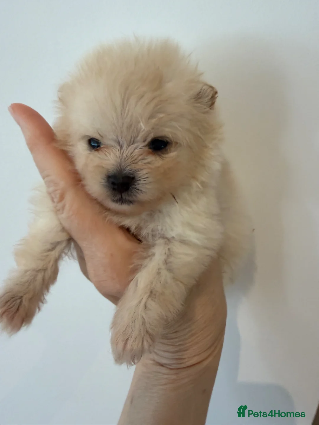 Pomeranian dogs for sale: Kc pomeranian puppies  - Advert 2