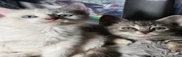Mixed Breed cats for sale: 4 Gorgeous and playful kittens - Advert 1