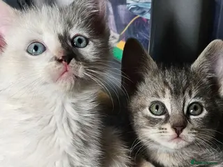 Mixed Breed cats 4 Gorgeous and playful kittens - Advert 2