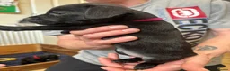 Patterdale Terrier dogs for sale: Patterdale Puppies in Colne - Advert 12