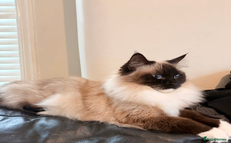 Ragdoll cats 🩷TICA REG ACTIVE BREEDING / SHOW QUEEN AVAILABLE - Advert 15
