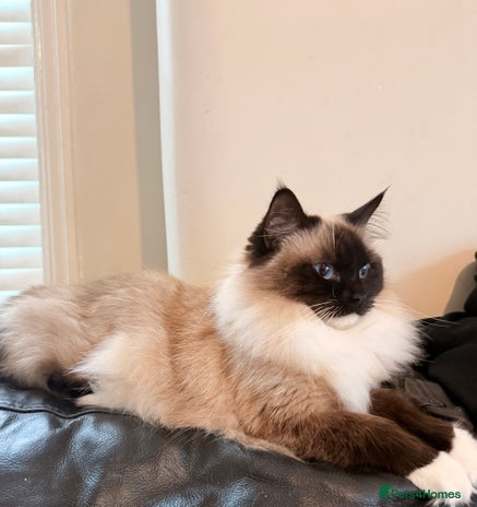 Ragdoll cats 🩷TICA REG ACTIVE BREEDING / SHOW QUEEN AVAILABLE - Advert 4