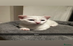 Mixed Breed cats for sale: Scottish Fold Mix with Domestic Shorthair (calico) - Image 6
