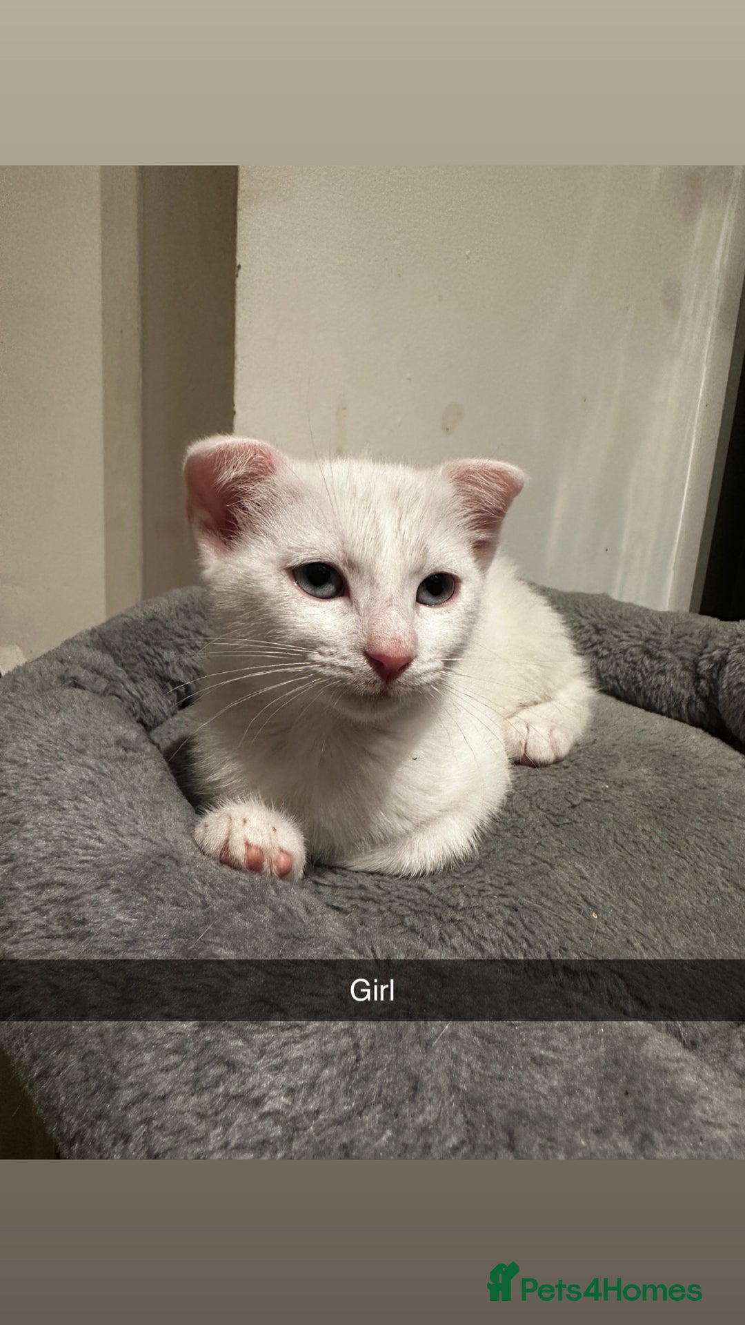Mixed Breed cats for sale: Scottish Fold Mix with Domestic Shorthair (calico) - Image 6
