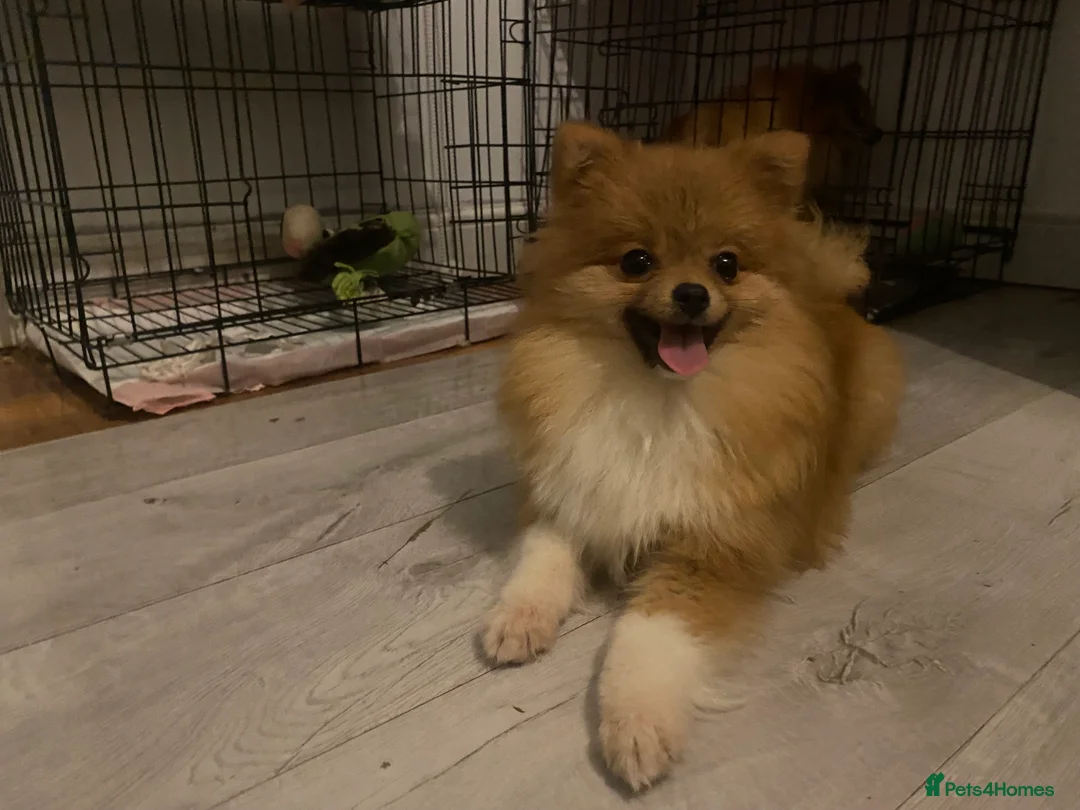 Pomeranian dogs for sale: 9 month old Pomeranian adorably happy  - Advert 5