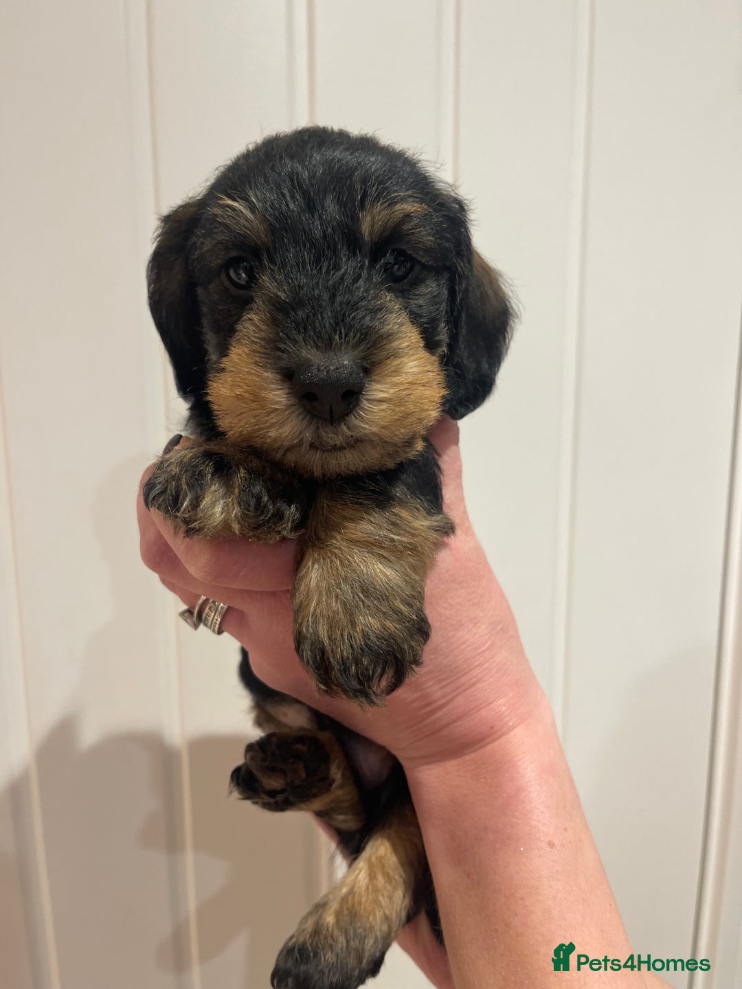 Dachshund dogs for sale:  Miniature Wirehaired Dachshund  puppies  - Advert 10