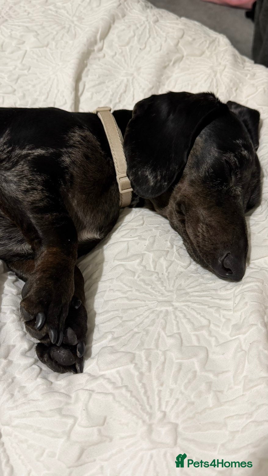 Miniature Dachshund dogs 1 year old miniature dachshund - Advert 6