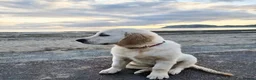 Golden Retriever dogs for stud: RKC Kensesqui Karamel Sutra - Advert 12