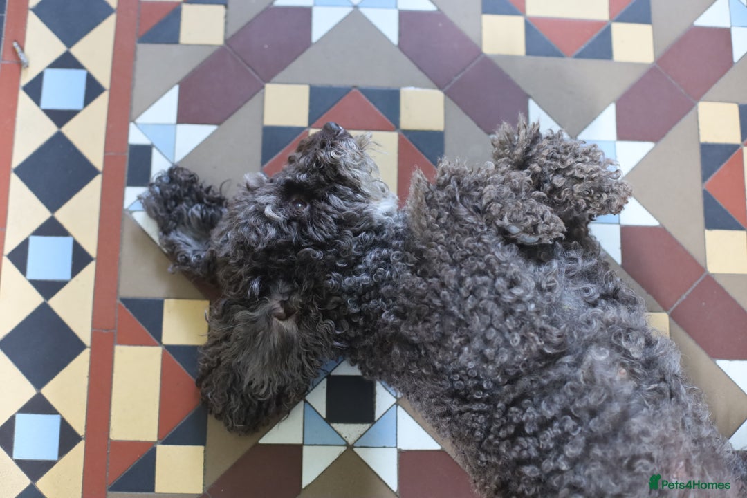 Cavapoo dogs for sale: LAST Black (tan paws/muzzle) F1 Cavapoo Dog Puppy - Image 12