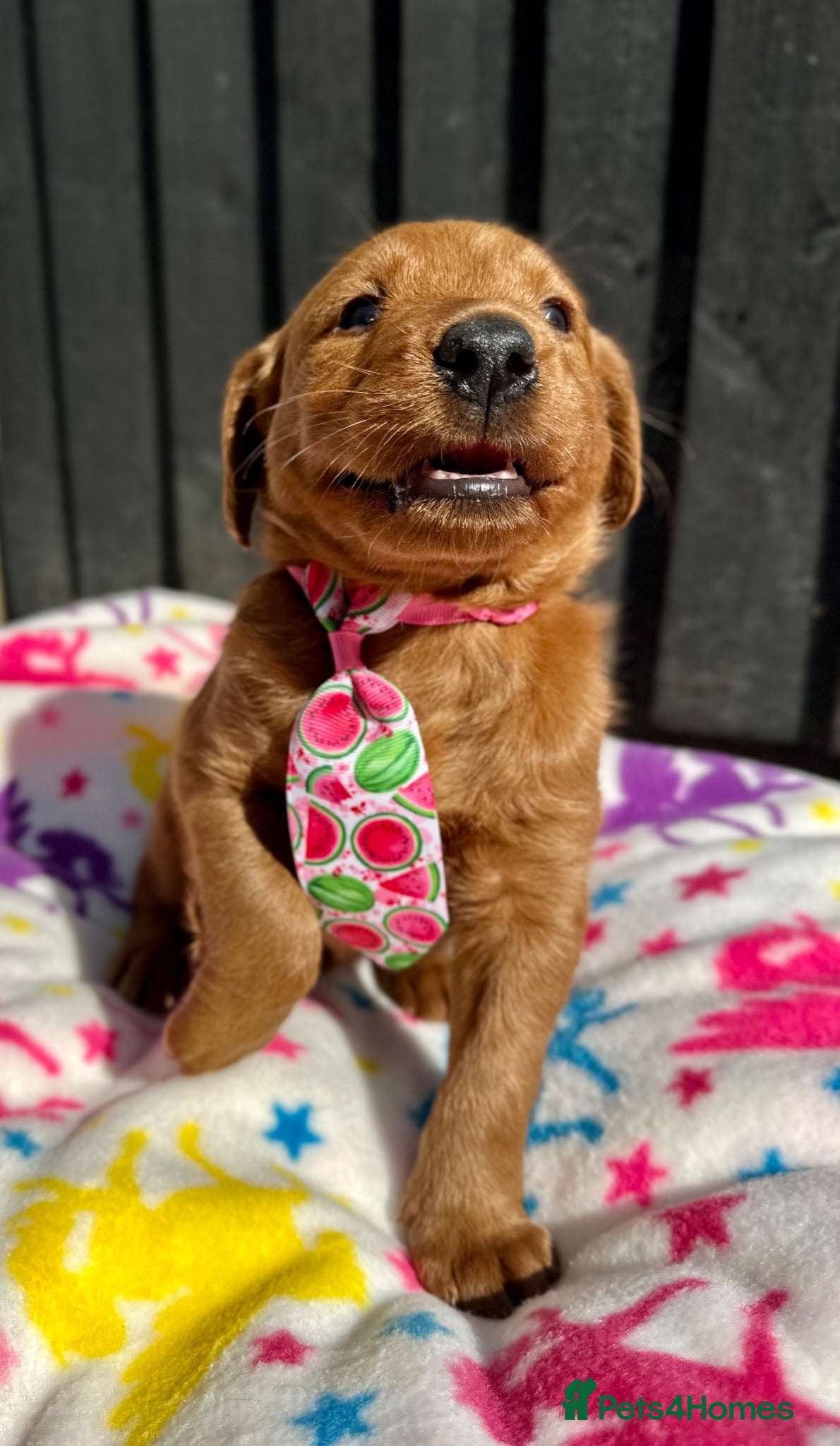Labradoodle dogs Gorgeous F1 labradoodle  - Advert 1