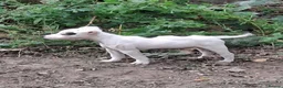 Jack Russell dogs for sale: Fully vaccinated JRT male puppy - Advert 5