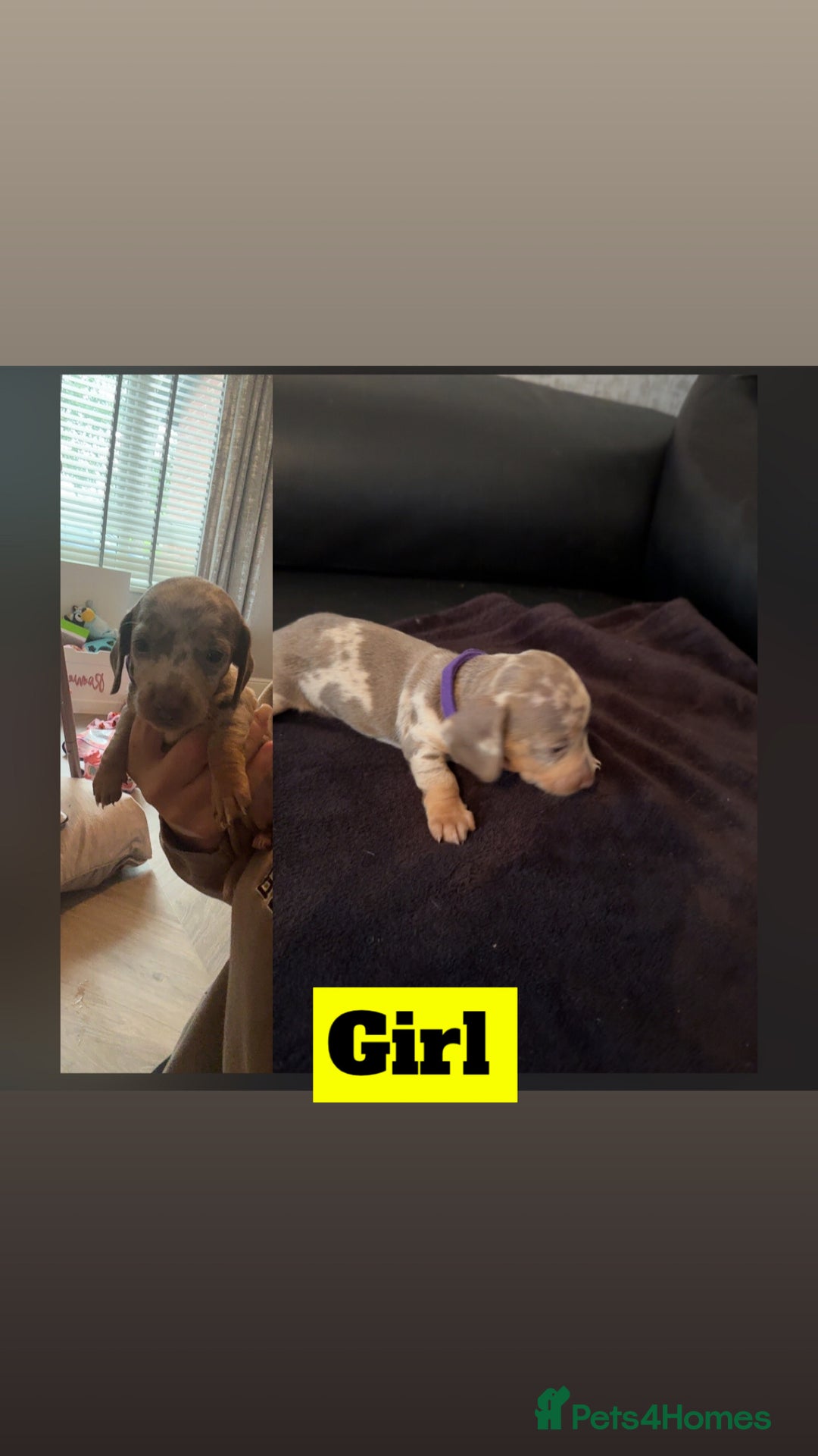 Miniature Dachshund dogs for sale: beautiful miniature Dachshunds  - Image 6