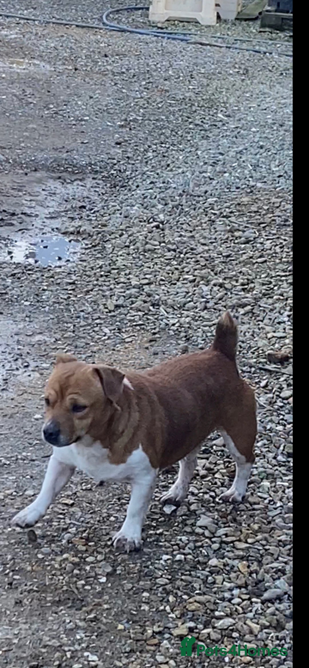 Jack Russell dogs for sale: Jack Russel for rehoming - Advert 1