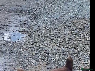 Jack Russell dogs Jack Russel for rehoming - Advert 5