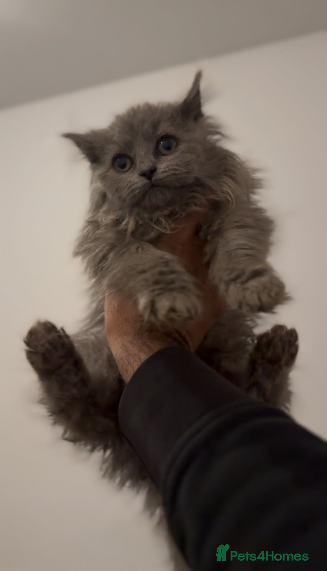 British Longhair cats for sale: Adorable British Longhair Kittens Ready Now! - Advert 23