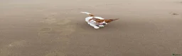 Jack Russell dogs for sale: Jack russel for sale - Advert 4