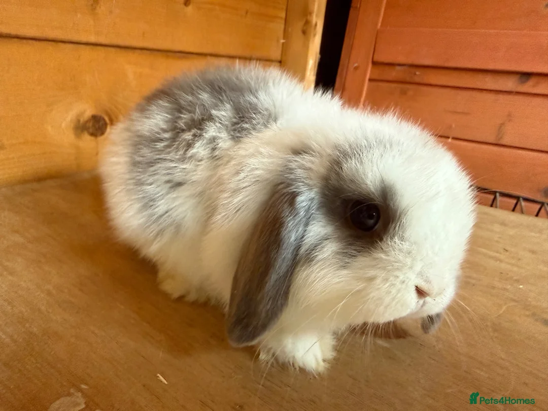 Mini Lop rabbits for sale: Pure mini lops  - Advert 5