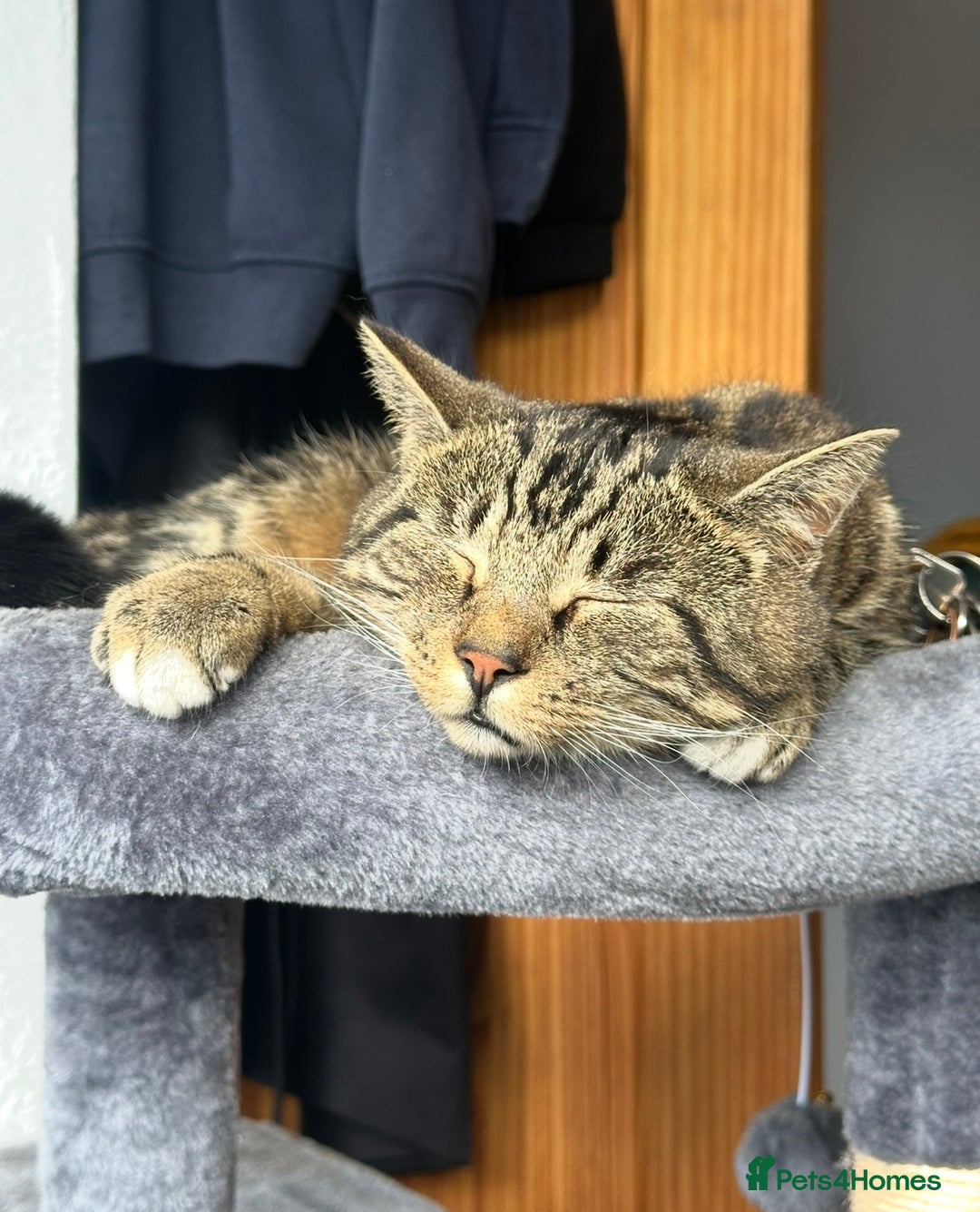 Domestic Shorthair cats for sale: Wilson - 2 year old kitty  - Image 2