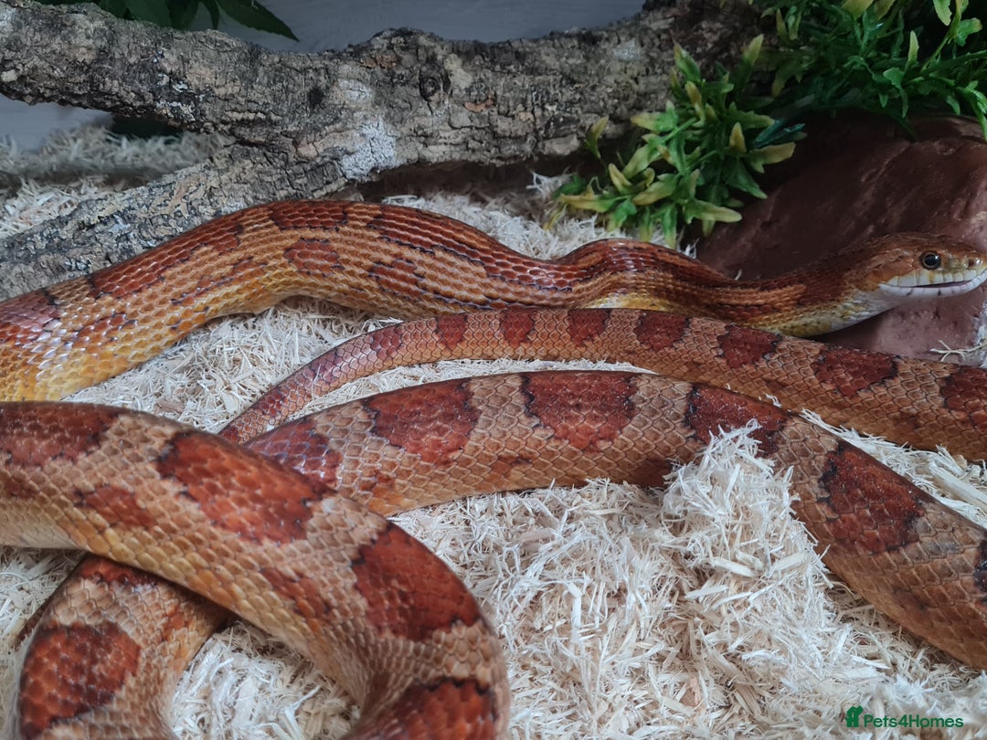 Corn Snake reptiles for sale: Corn Snake For Sale - Image 4