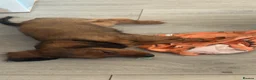 Miniature Dachshund dogs for sale: stunning miniature dachshund - Advert 3