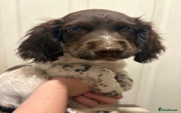 Sprocker dogs for sale: 3 beautiful sprocker pups left - Image 20