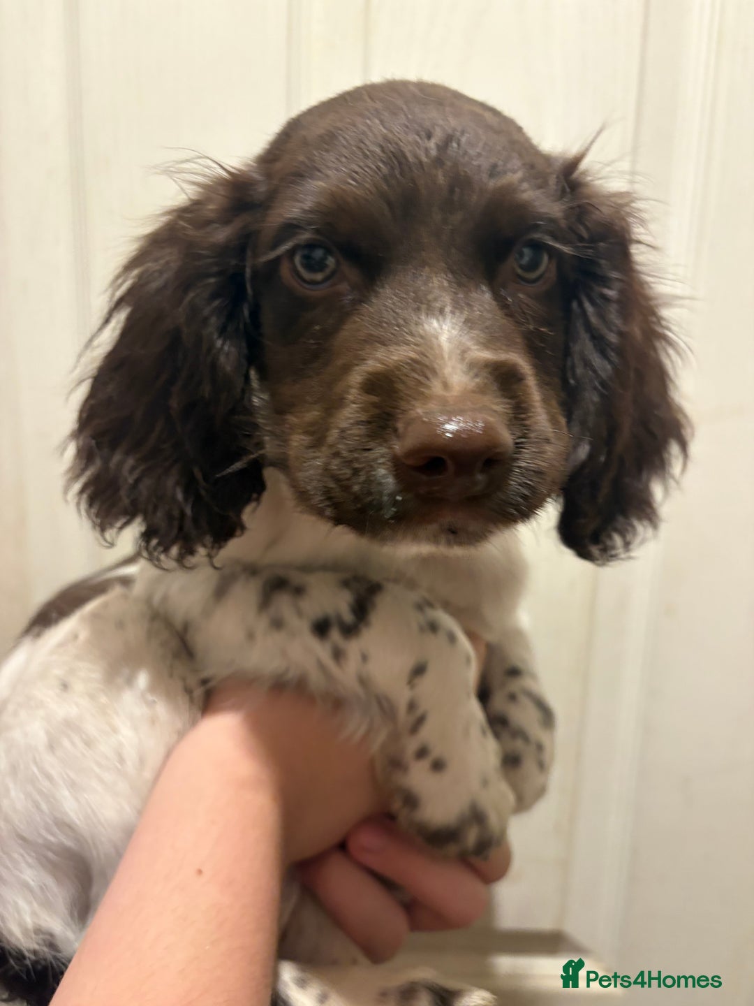 Sprocker dogs for sale: 3 beautiful sprocker pups left - Image 20