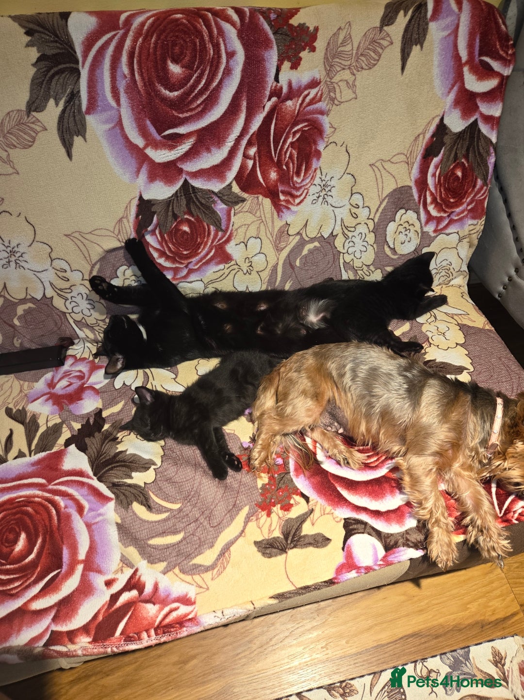 Domestic Shorthair cats for sale: 4 Beautiful Black Female Kittens - 8 Weeks Old - Advert 9