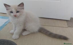 Ragdoll cats for sale: RAGDOLLS BOYS BLUE EYES VACCINATED MICROCHIPED  - Image 30