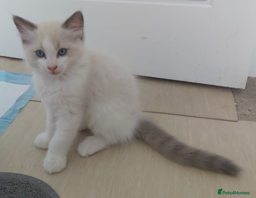 Ragdoll cats for sale: RAGDOLLS BOYS BLUE EYES VACCINATED MICROCHIPED  - Image 30