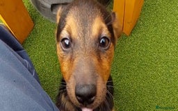 Jack Russell dogs for sale: Jack Russell's Miniature pup Ready to leave Now in Dagenham - Image 24