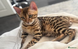 Bengal cats for sale: Bengal Cat – 6 Months Old (Neutered) - Image 3