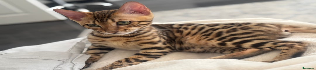Bengal kitten 6 months old 