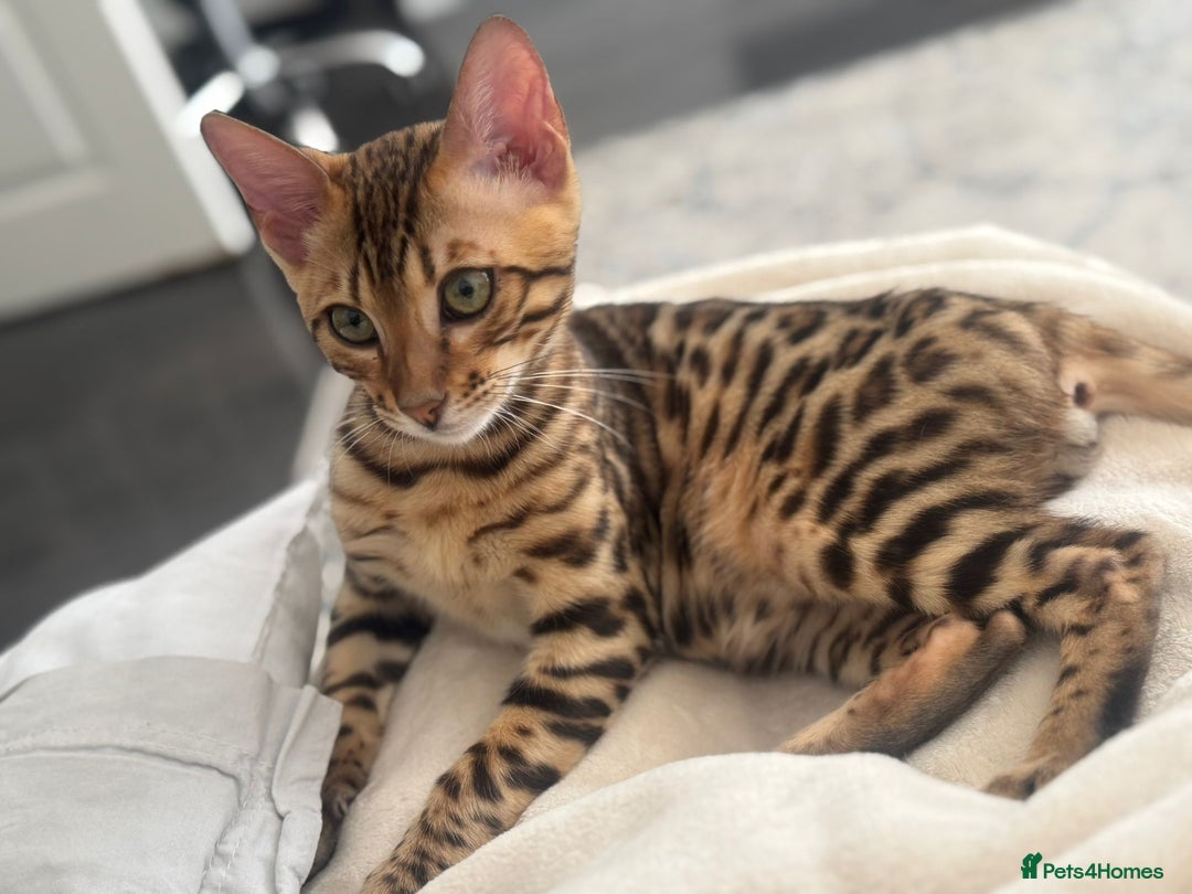 Bengal cats for sale: Bengal Cat – 6 Months Old (Neutered) - Image 3
