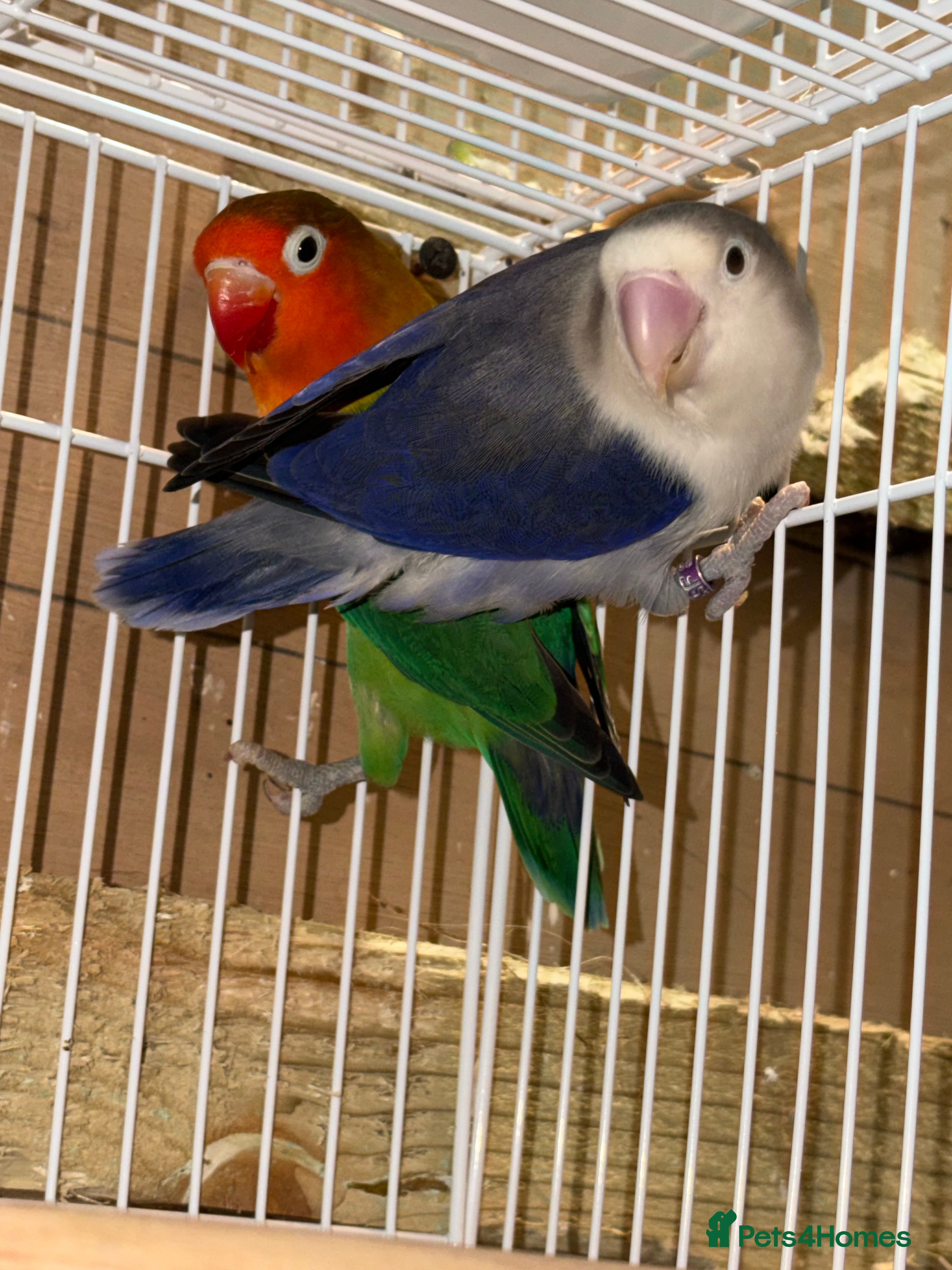 Cockatiels birds Lovebirds - Advert 11