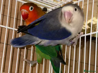 Cockatiels birds Lovebirds - Advert 11