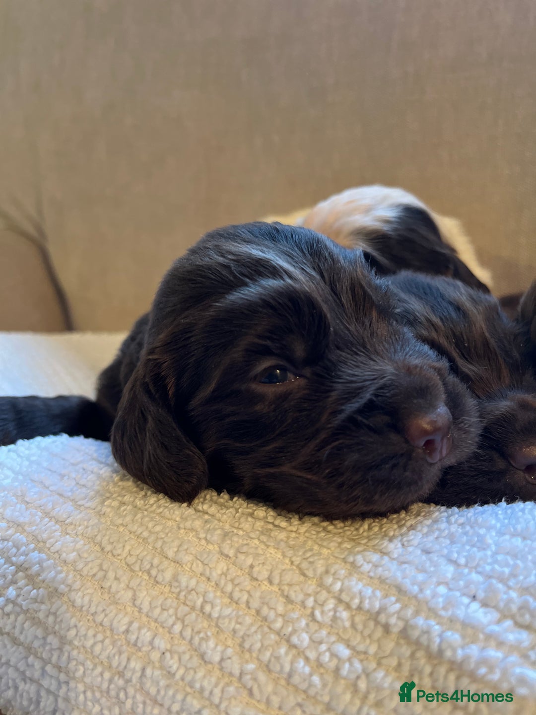 Cocker Spaniel dogs for sale: KC COCKER SPANIEL PUPPIES - Advert 21