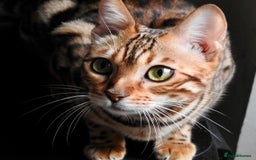 Bengal cats for sale: Stunning Female Bengal For Rehoming - Image 1