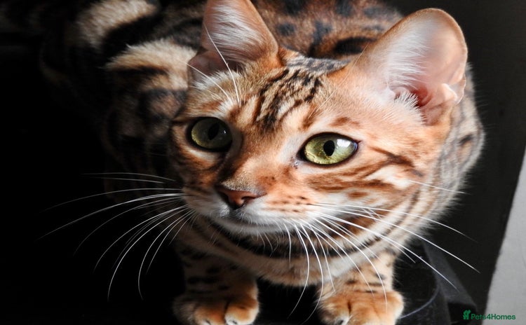 Bengal cats - Advert 2