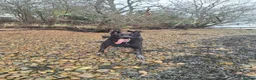 Belgian Shepherd Dog dogs for sale: Luna Belgian mali looking for forever home  - Advert 3