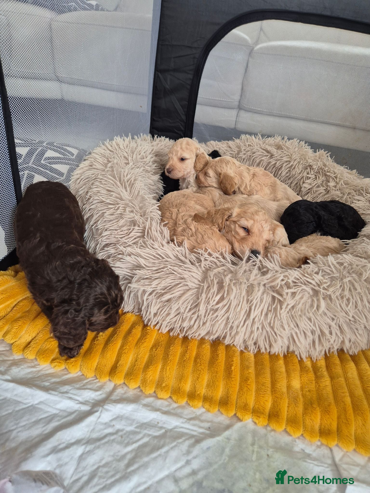 Cockapoo dogs F2 Cockapoo puppies - Advert 12