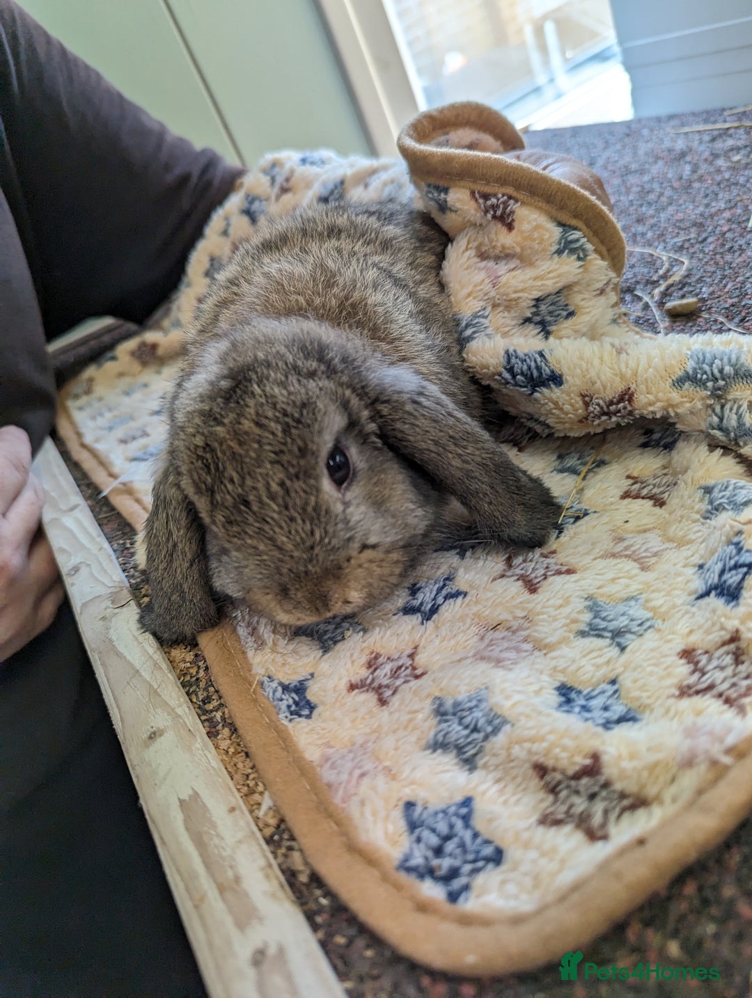 Mini Lop rabbits for sale: Gorgeous pure mini lops. Very friendly! - Image 2