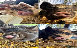 Pig livestock for sale: Kunekune Pigs  - Advert 7