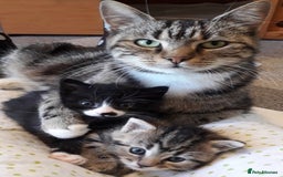 Mixed Breed cats for sale: Beautiful blue eyed boy  - Image 2
