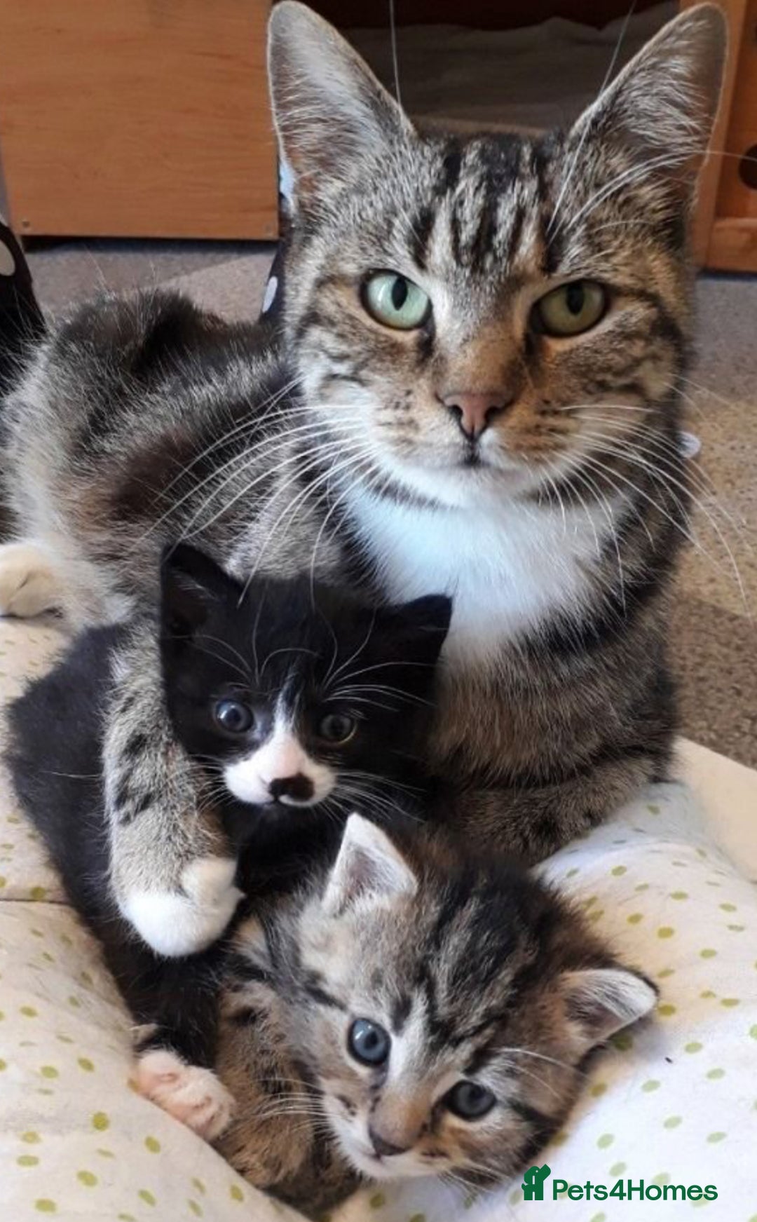 Mixed Breed cats for sale: Beautiful blue eyed boy  - Image 2